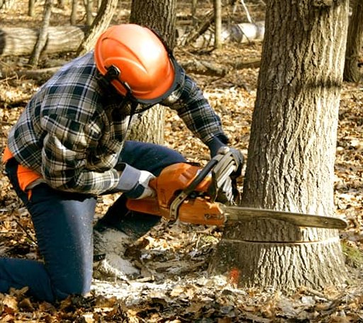 Tree Removal in Tipton, OK